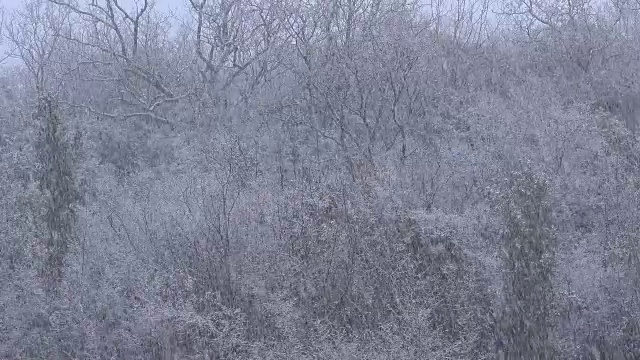 雪下降。冬天的傍晚森林背景与树木和雪花视频素材