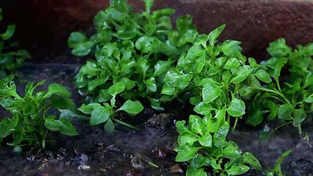 植物生长在绿色的自然环境中，用手浇水视频素材