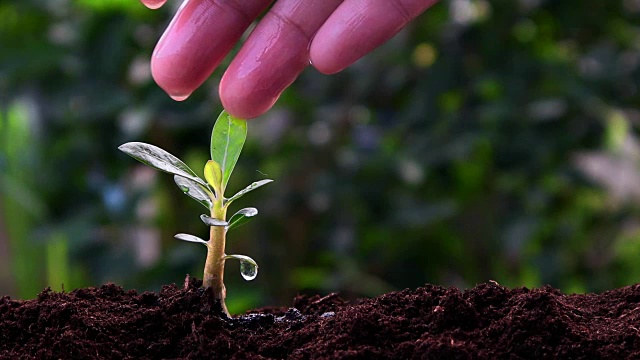 植物生长在绿色的自然环境中，用手浇水视频素材