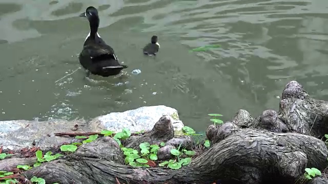 鸭子和小鸭游走了视频素材