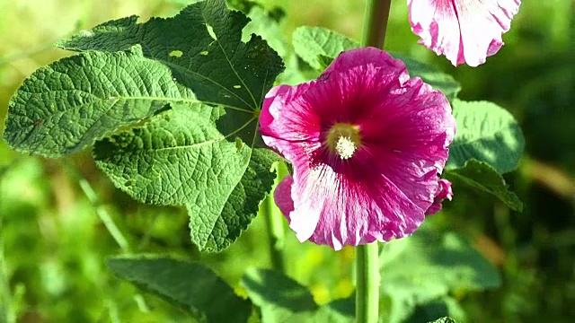 Malva (Alcea rollyhock)粉红色的花视频素材