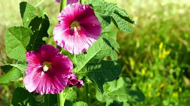 Malva (Alcea rollyhock)粉红色的花视频素材