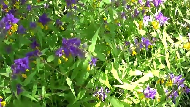 野花木牛。夏季草地上的死三棱虫视频素材