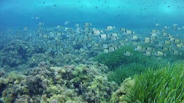 珊瑚礁里有鲷鱼群的海底景观视频素材