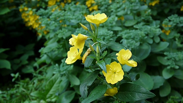 黄色的酒花在花园里视频素材