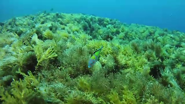 水下景观珊瑚礁里的绿色小鱼视频素材