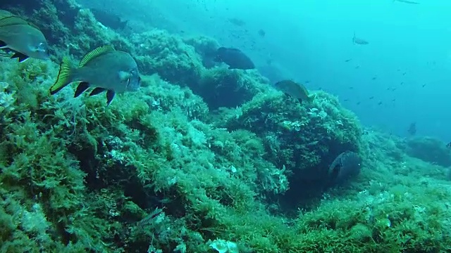 水下景观-地中海的海洋生物视频素材