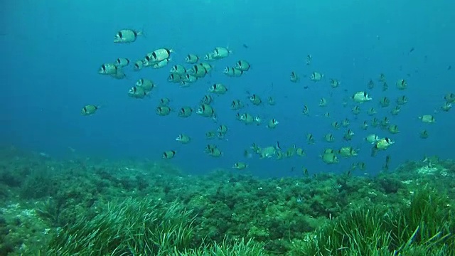 水下生活在地中海的水肺潜水两个带条纹的鲷鱼浅滩视频素材