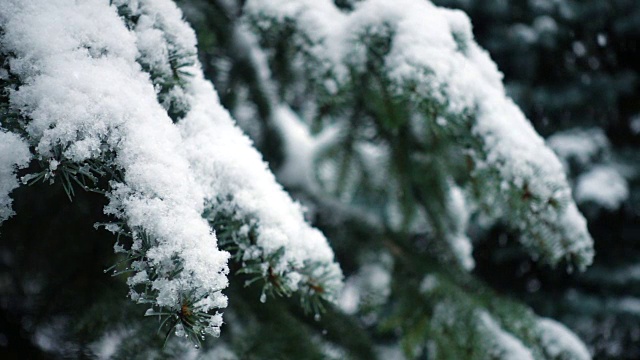 雪花落在冷杉树枝上视频素材