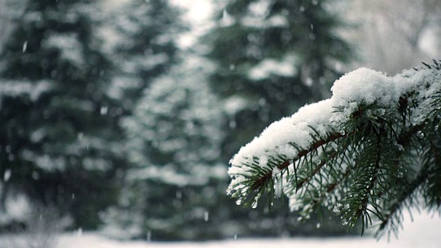 雪花落在冷杉树枝上视频素材