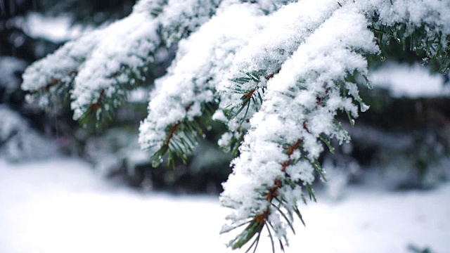 雪花落在冷杉树枝上视频素材