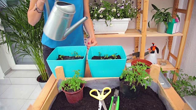 照顾自家种植的植物/香料的女孩。视频素材