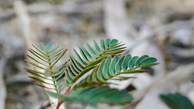 植物园内害羞的含羞草-巴统，格鲁吉亚视频素材