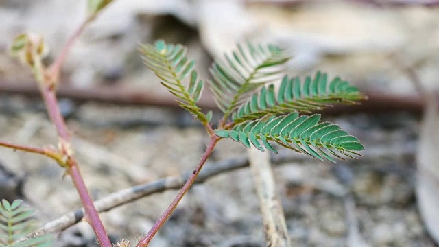 植物园内害羞的含羞草-巴统，格鲁吉亚视频素材