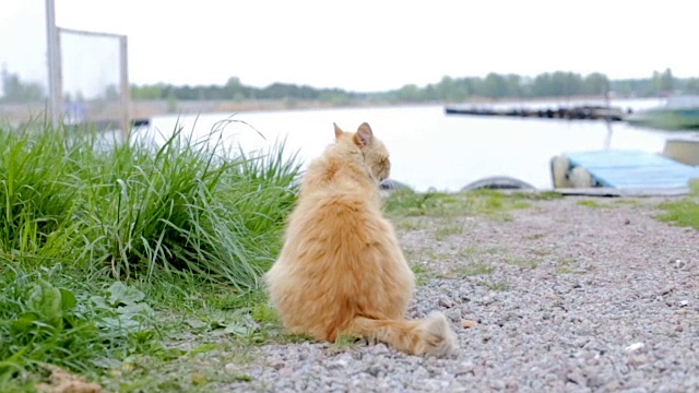 美丽的猫坐在大自然上视频素材