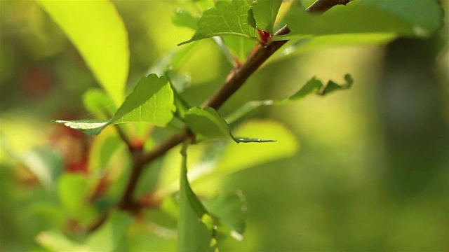 盛开的海棠。干尼亚oblonga视频素材