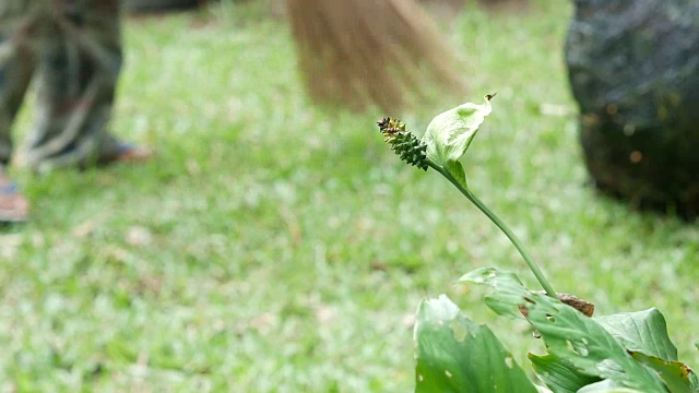 管家扫落叶，面目全非视频素材