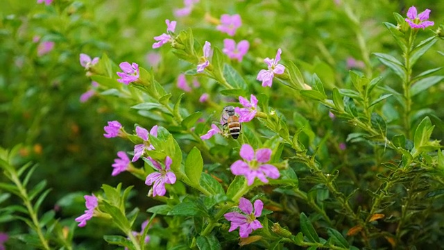 蜜蜂绕着花飞视频素材