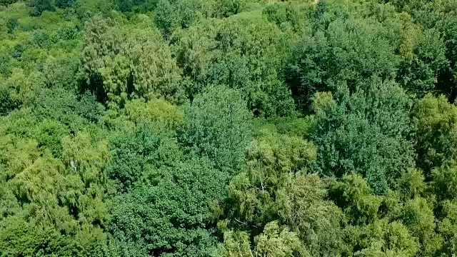 在有风的日子里，在落叶林上空飞行，鸟瞰图视频素材