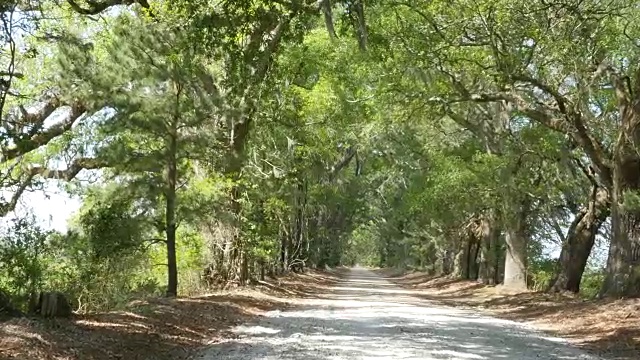 路易斯安那橡树和松树巷放大视频素材