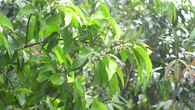 在热带森林里下雨视频素材