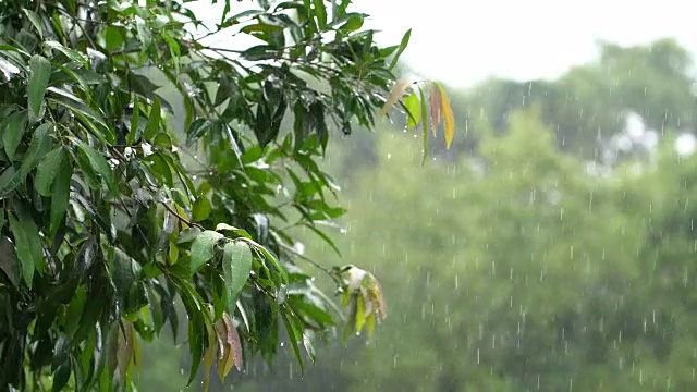 在热带森林里下雨视频素材