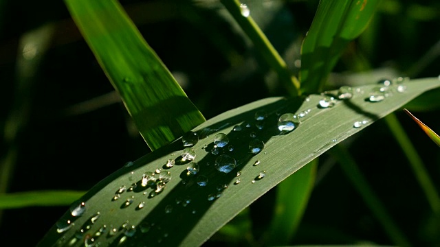 水滴落在一片芦苇上。视频素材