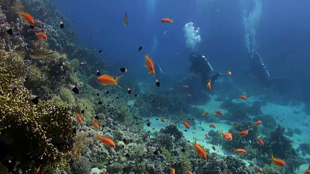 水下珊瑚礁景观。红海。视频素材