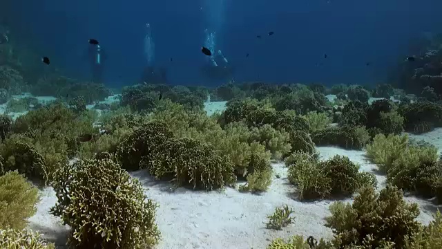 水下珊瑚礁景观。红海。视频素材