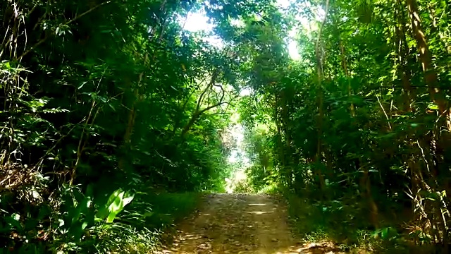 旅行视频步行视图，而徒步在新鲜的热带雨林或热带森林背景的旅游概念。视频素材