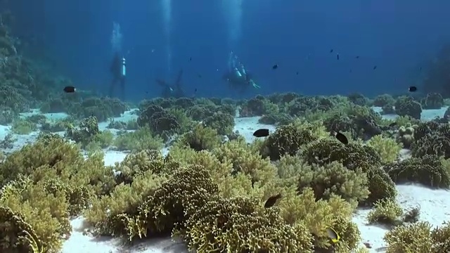 水下珊瑚礁景观。红海。视频素材