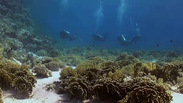 水下珊瑚礁景观。红海。视频素材