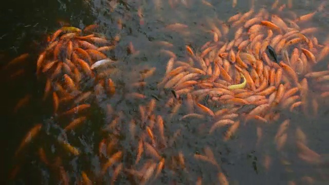 美丽的鲤鱼或锦鲤在中国汕头中山公园的花园里游泳视频素材