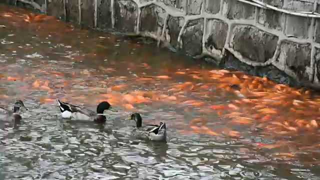 鸭子和花式鲤鱼或锦鲤在花园里的池塘游泳视频素材