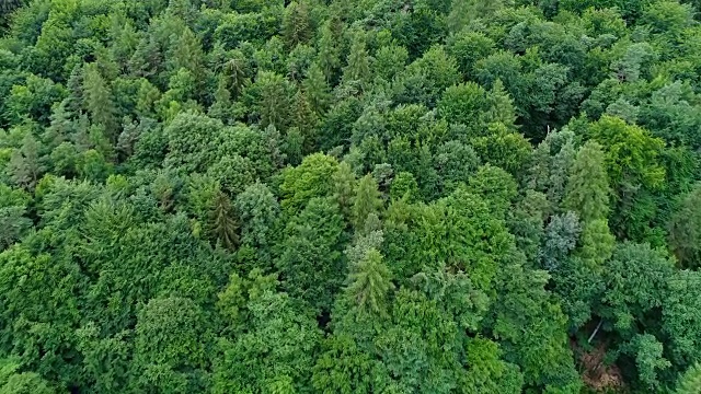 森林的鸟瞰图视频素材