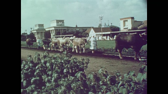 1959年，在莫斯科展览会上，人们喜爱牲畜裁判视频素材