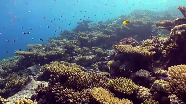 水下珊瑚礁景观。红海。视频素材