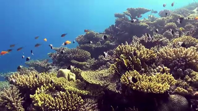 水下珊瑚礁景观。红海。视频素材