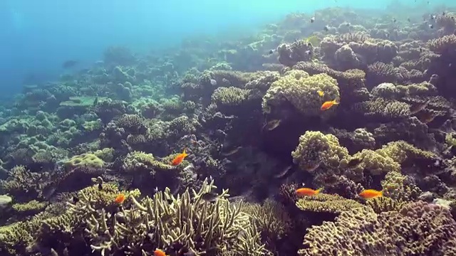 水下珊瑚礁景观。红海。视频素材