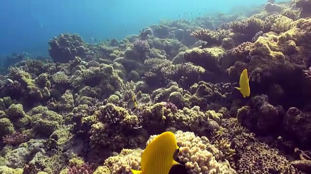 水下珊瑚礁景观。红海。视频素材