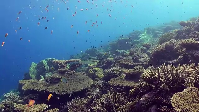 水下珊瑚礁景观。红海。视频素材