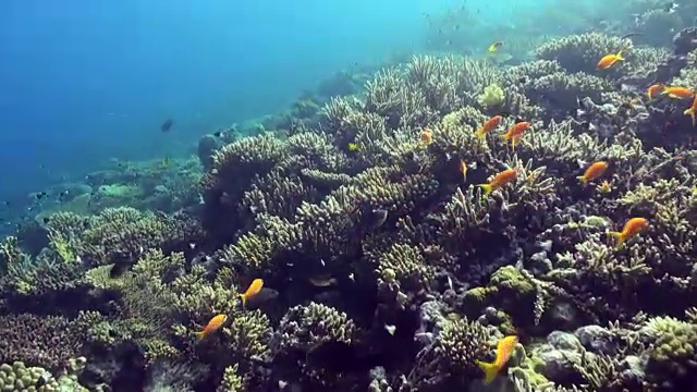 水下珊瑚礁景观。红海。视频素材