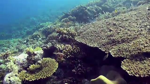 水下珊瑚礁景观。红海。视频素材