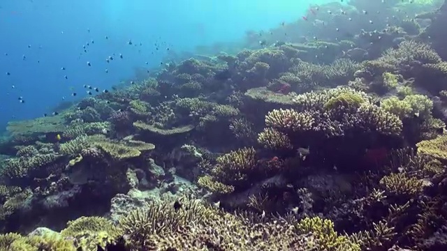 水下珊瑚礁景观。红海。视频素材