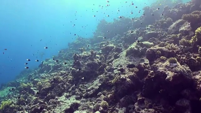 水下珊瑚礁景观。红海。视频素材