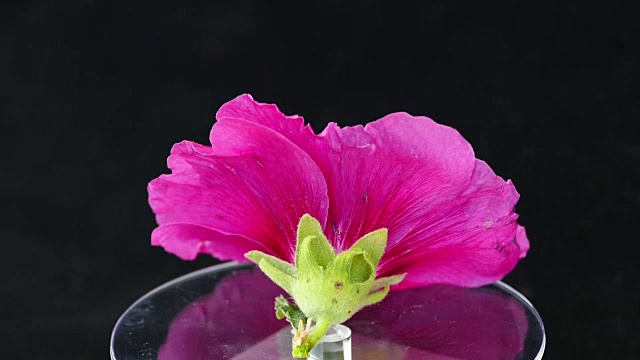 Malva (Alcea rollyhock)粉红色的花视频素材