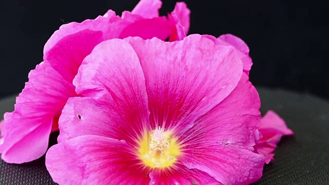 Malva (Alcea rollyhock)粉红色的花视频素材