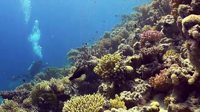 水下珊瑚礁景观。红海。视频素材