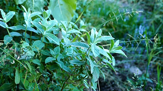 野生薄荷，天然薄荷植物高清视频，视频素材