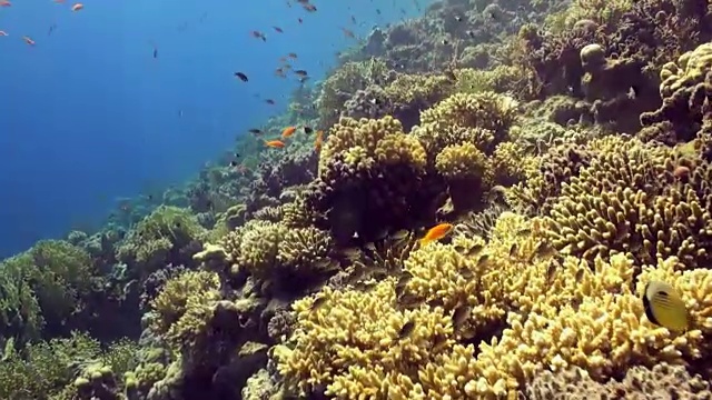 水下珊瑚礁景观。红海。视频素材